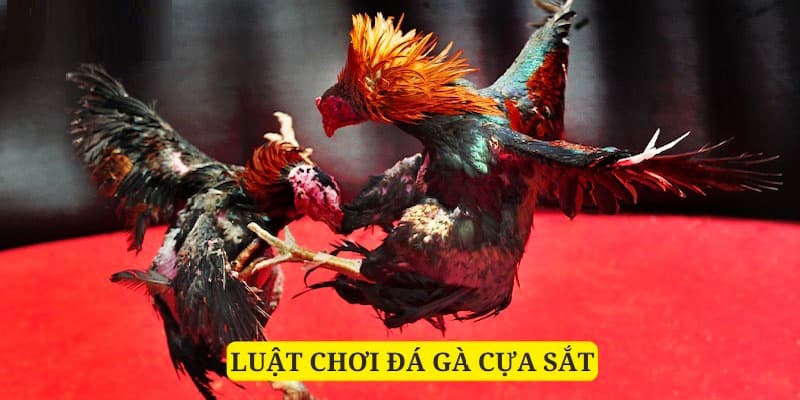 Luật chơi đá gà cựa sắt