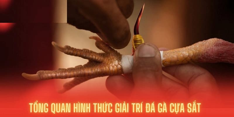 Tổng quan hình thức giải trí đá gà cựa sắt